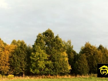 Działka budowlana Białowieża