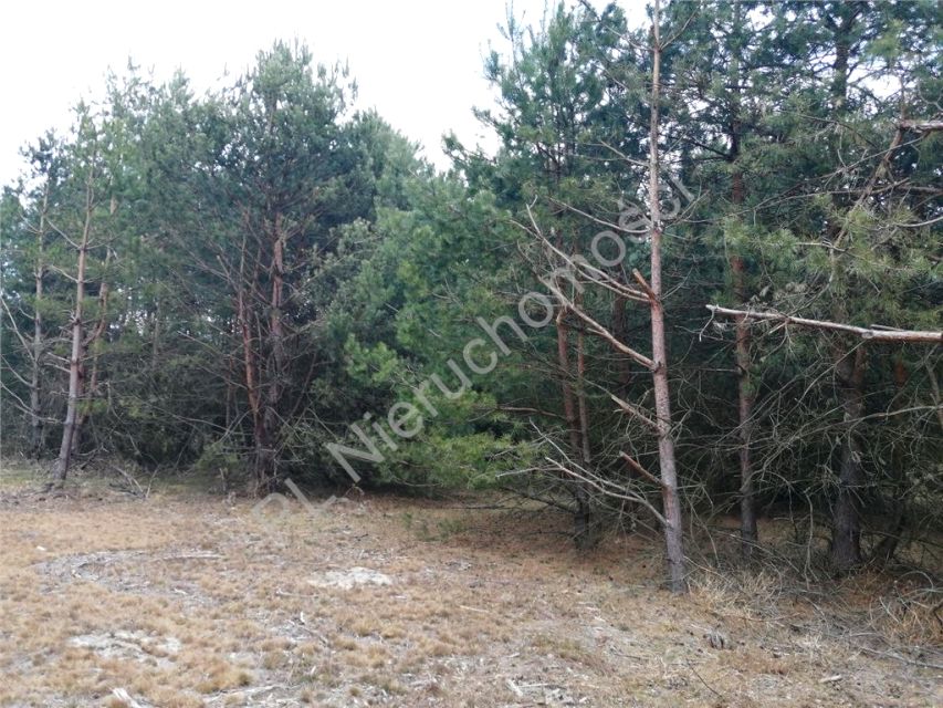 Działka budowlana Chełst