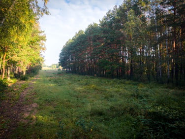Działka budowlana Sokolniki