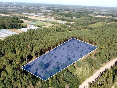 Działka leśna Wilczkowice Dolne