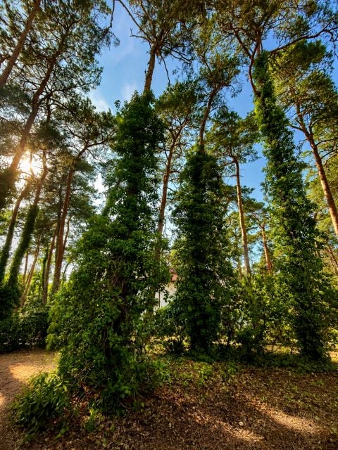 Działka budowlana Konstancin-Jeziorna