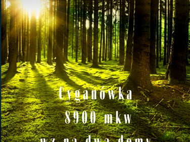 Działka leśna Cyganówka