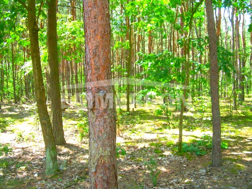 Działka inna Secymin Polski
