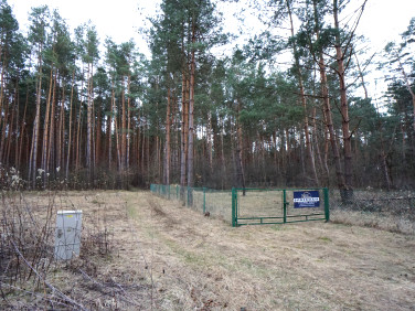 Działka przy lesie