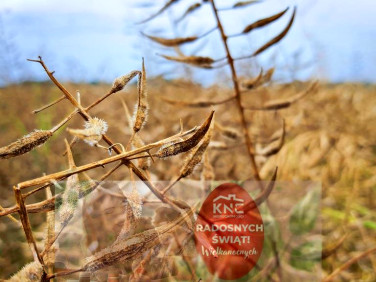 Działka usługowa Nałęczów