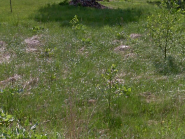 Działka budowlana Żyrardów