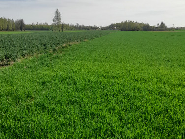 Działka budowlano-rolna Policzna