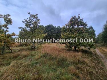 Zalesiona działka Aleksandria