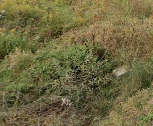 Działka budowlana Kałęczyn