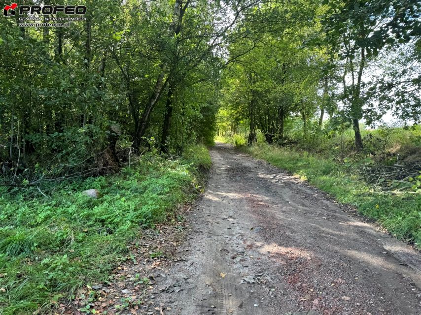 Działka leśna Zwonowice