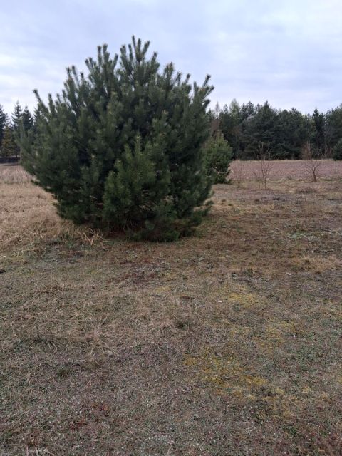 Działka budowlana Baranówko