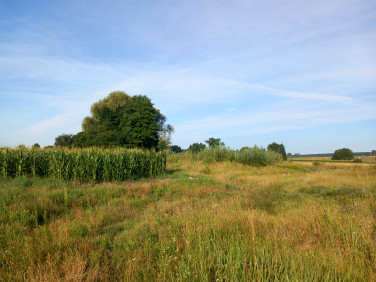 Działka Kruszyn Krajeński