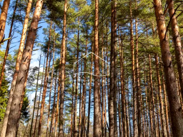 Działka leśna Gostomko