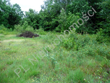 Działka leśna Siennica
