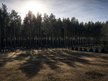 Działka Murzynowo Leśne
