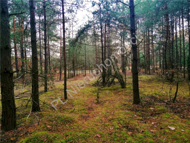 Działka leśna Pawłów