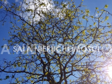 Działka budowlana Maksymilianowo sprzedam