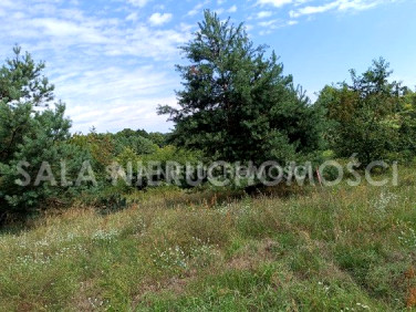 Zalesiona działka Kruszyn