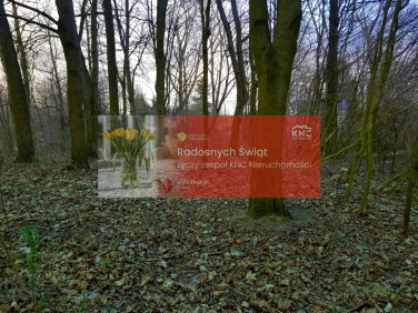 Działka leśna Kocianów