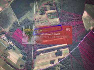 Działka leśna Brody