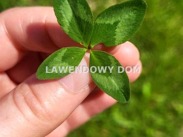 Działka rekreacyjna Tychy