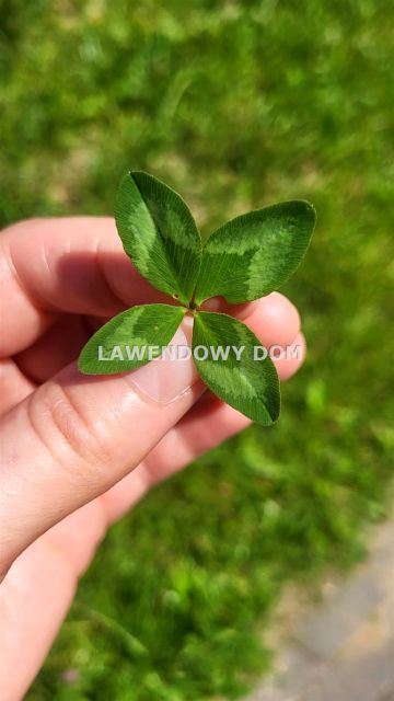 Działka rekreacyjna Tychy