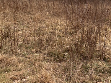 Działka budowlana Żyrardów