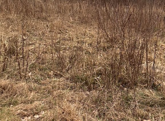 Działka budowlana Żyrardów