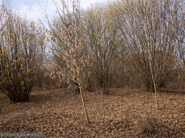 Działka budowlana Bibice