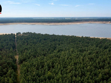 Działka leśna Drzewce