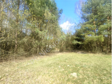 Działka siedliskowa Skuły