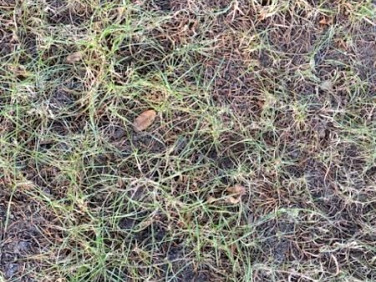 Działka budowlana Opole