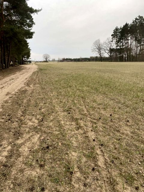 Działka budowlana Skrzynka