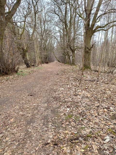 Działka leśna Młochów