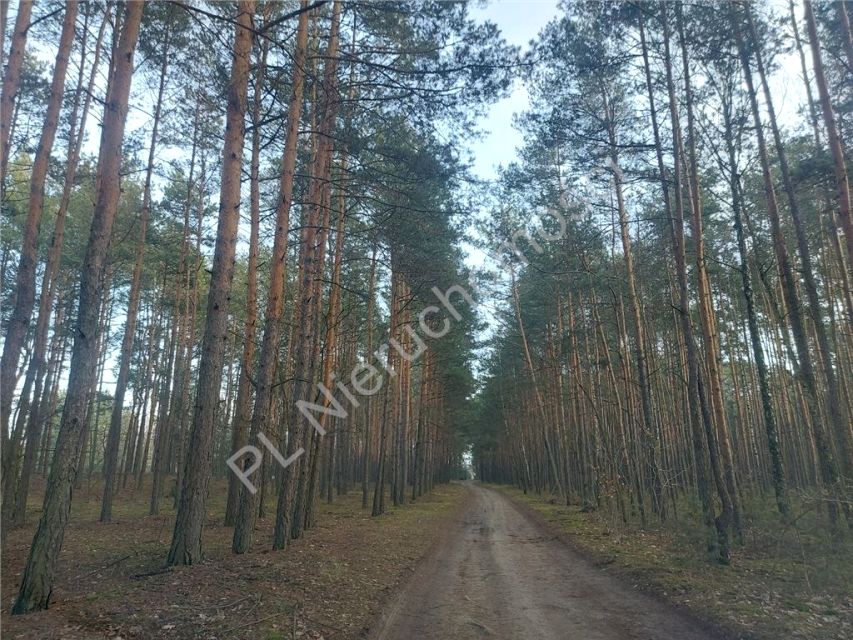 Działka budowlana Rżyska