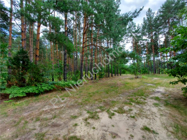 Działka leśna Łosie