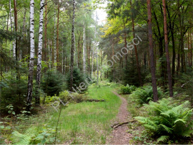 Działka leśna Strzeniówka sprzedam