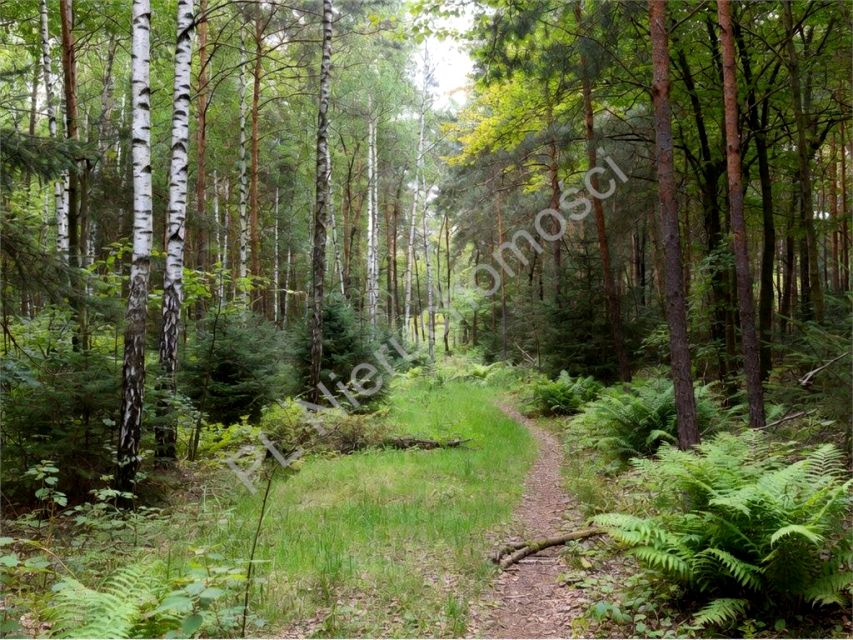 Działka leśna Strzeniówka sprzedam