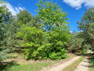 Działka budowlana Kania Nowa