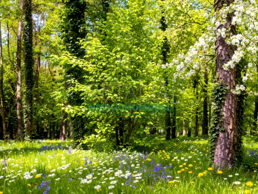 Działka budowlana Podkowa Leśna