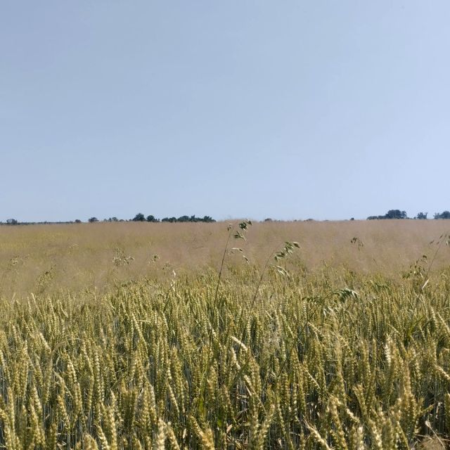 Działka budowlana Mogilany