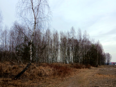 Działka budowlana Koryta sprzedam