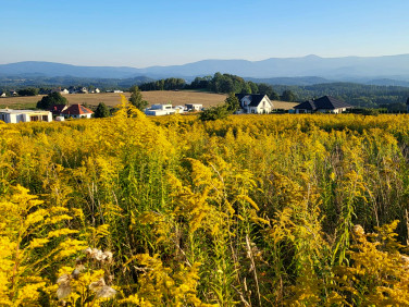 Działka budowlana Dziwiszów