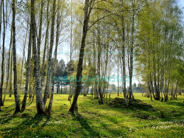 Działka Radziejowice-Parcel