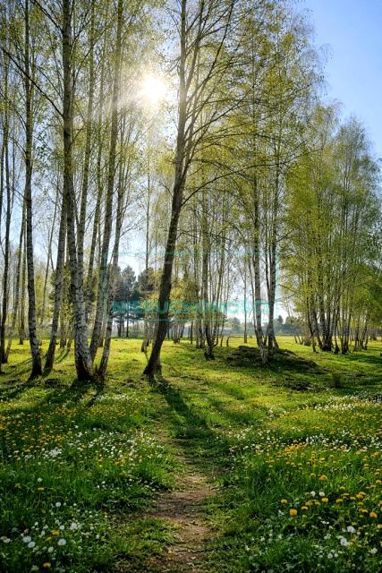 Działka Radziejowice-Parcel