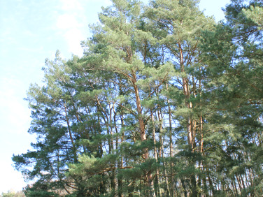 Działka budowlana Gorzów Wielkopolski