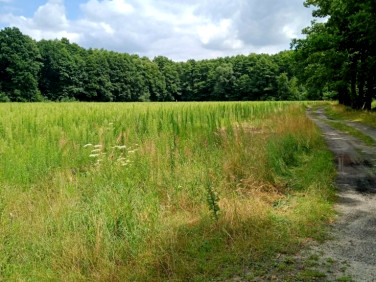 Działka inna Dębina