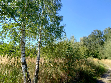 Działka leśna Rybnik