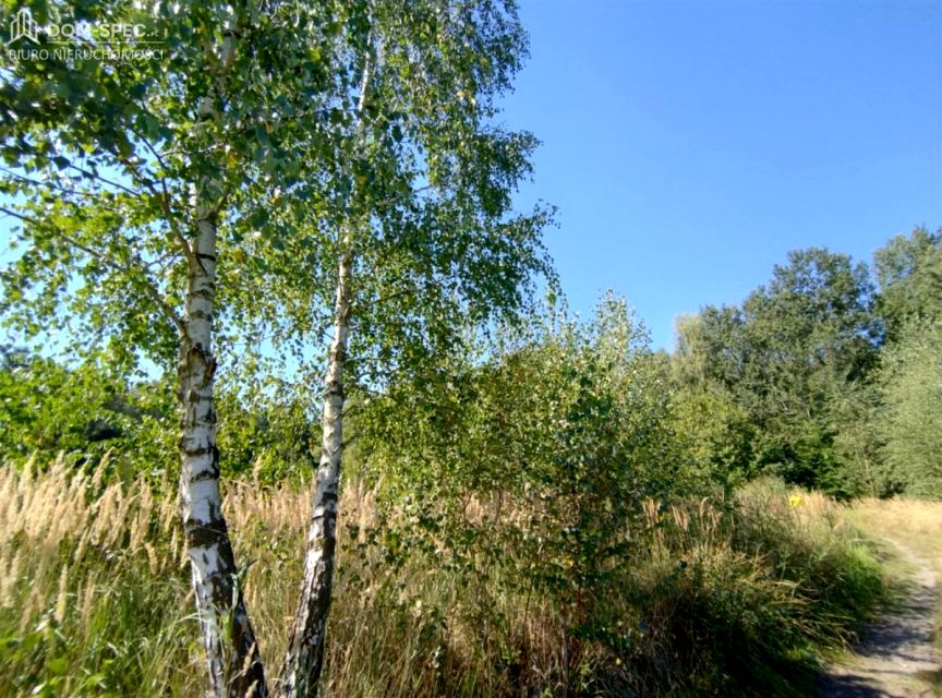 Działka leśna Rybnik