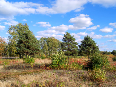 Działka budowlana Krzaki Czaplinkowskie